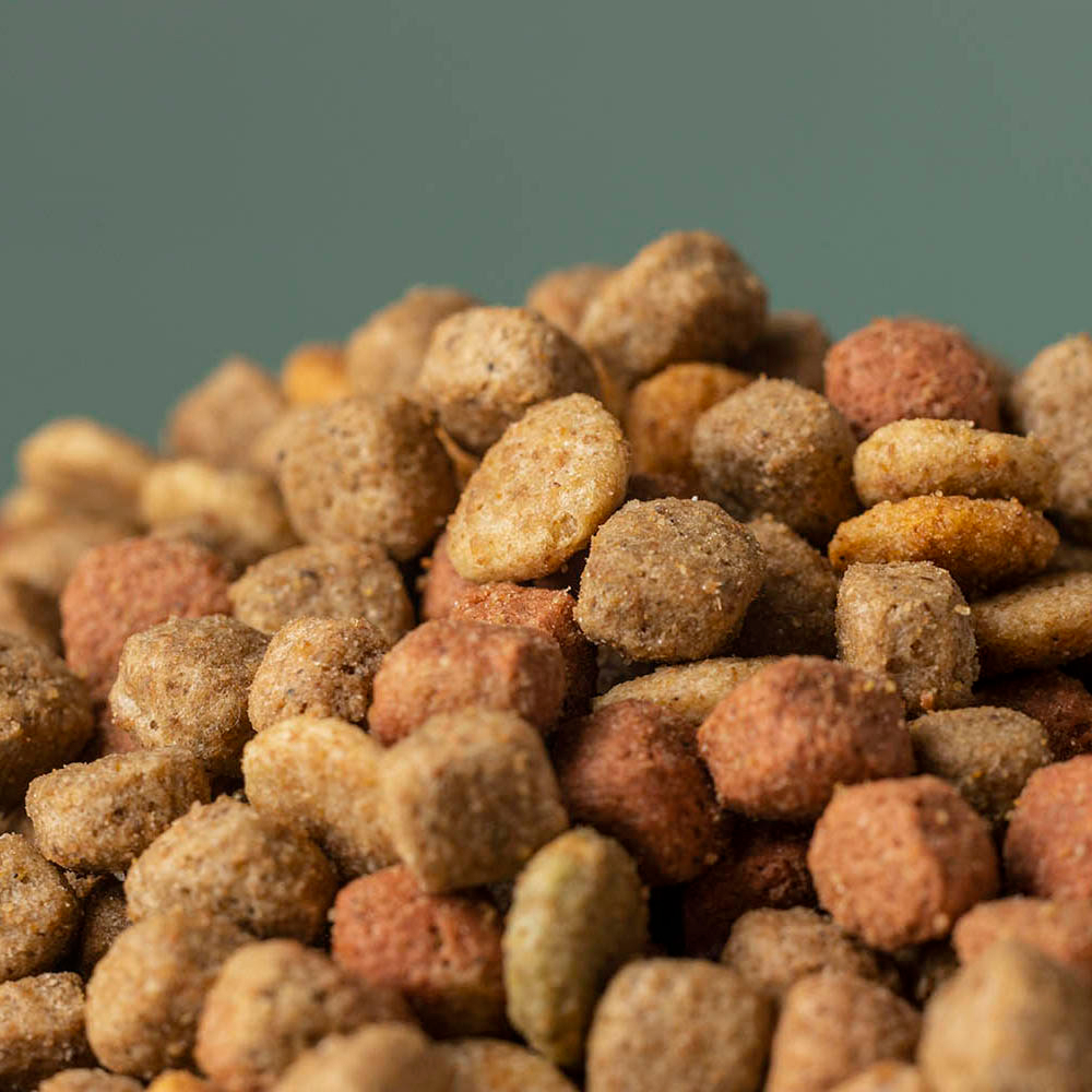 cibo per cani